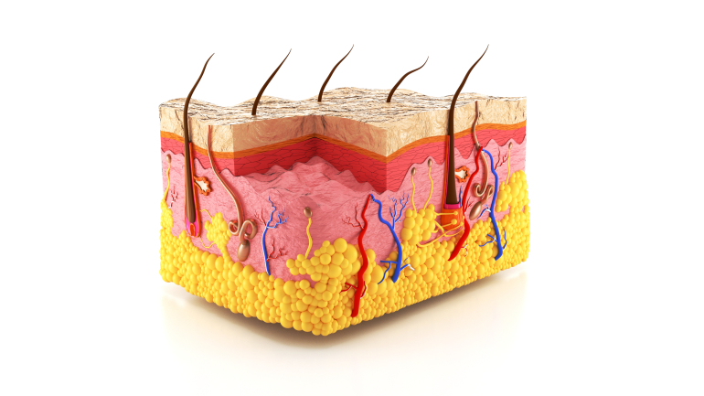Cosmetology Basics & Dermaplaning