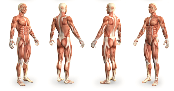 Anatomy Online Course